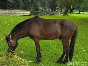Kisah Kuda Sandelwood Hadiah dari Warga NTT di Istana Bogor