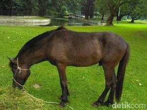 Kisah Kuda Sandelwood Hadiah dari Warga NTT di Istana Bogor