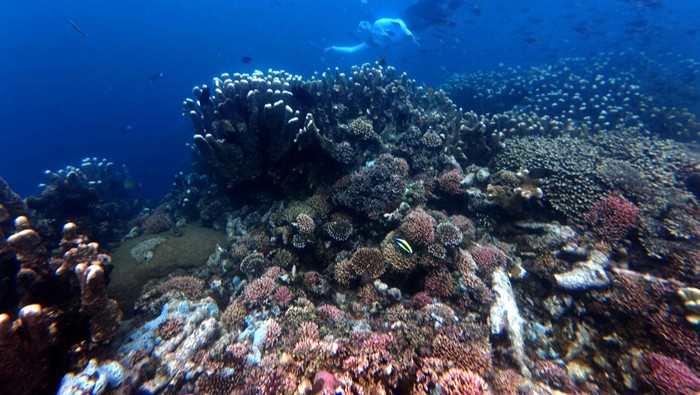 Menikmati Keindahan Terumbu Karang di Oluhuta Paradise, Gorontalo Wisatawan menyelam di bawah air saat melihat terumbu karang dan kawanan ikan di objek wisata Oluhuta Paradise di Kabila Bone, Kabupaten Bone Bolango, Gorontalo, Sabtu (23/8/2025). Badan Usaha Milik Desa (BUMDes) yang tergabung dalam Kelompok Sadar Wisata mengelola objek wisata Oluhuta Paradise yang memiliki taman bawah laut dengan terumbu karang serta beragam spesies ikan dan air laut yang jernih. ANTARA FOTO/Adiwinata Solihin