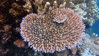 Kawanan ikan kecil berenang di terumbu karang di objek wisata Oluhuta Paradise di Kabila Bone, Kabupaten Bone Bolango, Gorontalo, Sabtu (23/8/2025). ANTARA FOTO/Adiwinata Solihin