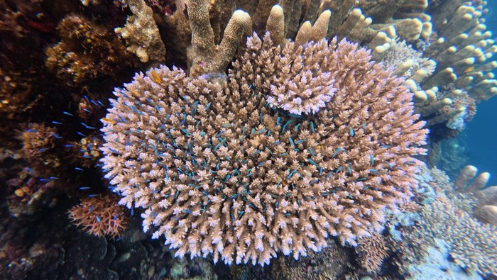Menikmati Keindahan Terumbu Karang di Oluhuta Paradise, Gorontalo Wisatawan menyelam di bawah air saat melihat terumbu karang dan kawanan ikan di objek wisata Oluhuta Paradise di Kabila Bone, Kabupaten Bone Bolango, Gorontalo, Sabtu (23/8/2025). Badan Usaha Milik Desa (BUMDes) yang tergabung dalam Kelompok Sadar Wisata mengelola objek wisata Oluhuta Paradise yang memiliki taman bawah laut dengan terumbu karang serta beragam spesies ikan dan air laut yang jernih. ANTARA FOTO/Adiwinata Solihin
