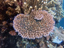 Video: Kenapa Terumbu Karang Bisa Memutih dan Apa Dampaknya?