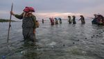 Perempuan Wakatobi Lestarikan Tradisi Hekente, Menombak Ikan dengan Alat Tradisional