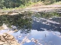 Pipa Minyak PT Vale di Lutim Bocor, Irigasi-Sawah Warga Berubah Jadi Hitam