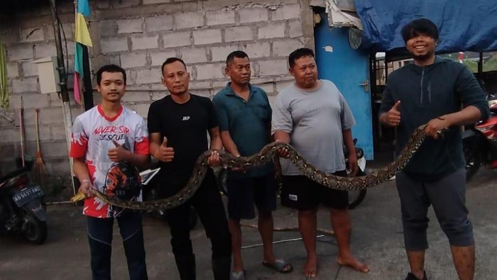 Seekor ular sanca kembang sepanjang empat meter berhasil diamankan relawan di Boyolali. Foto diunggah Sabtu (23/8/2025).