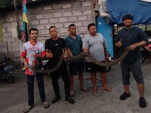 Cerita Susahnya Evakuasi Ular Sanca Kembang 4 Meter Masuk Warung di Boyolali