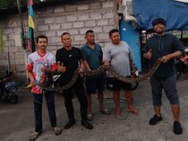 Cerita Susahnya Evakuasi Ular Sanca Kembang 4 Meter Masuk Warung di Boyolali