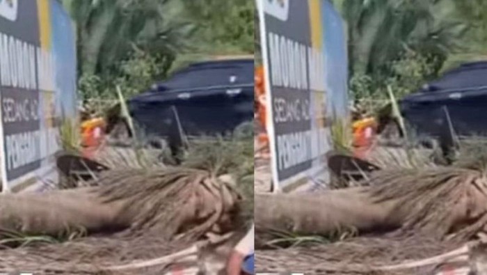 Warga di Mempawah tewas tertimpa pohon yang tumbang akibat proyek jembatan.