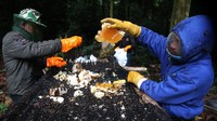 Setelah dipanen, warga memeras kantung madu segar yang kemudian ditampung dan dikemas untuk dipasarkan. Madu hutan Seulawah dikenal memiliki kualitas tinggi dan cita rasa khas, sehingga diminati oleh konsumen di berbagai daerah di Sumatera.ANTARA FOTO/Irwansyah Putra
