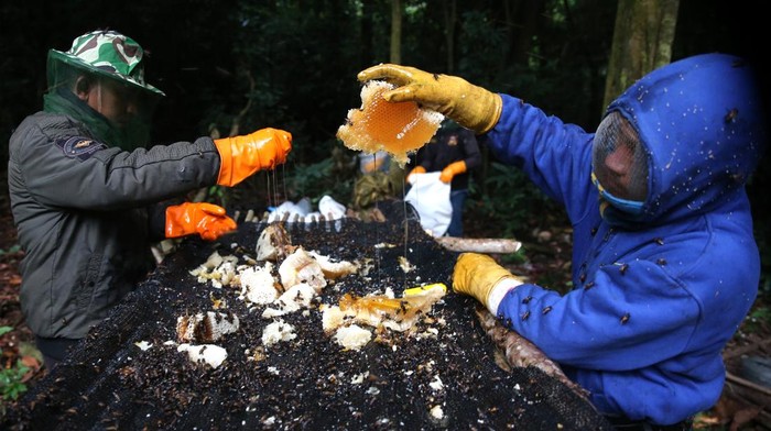 Panen Madu Lebah Hutan Seulawah, Rezeki Manis dari Alam Aceh Pawang lebah memanen madu lebah liar (Apis dorsata) di hutan Seulawah, Aceh Besar, Aceh, Sabtu (23/8/2025). Madu lebah liar yang diperoleh dari tengah hutan gunung Seulawah itu dipasarkan ke berbagai daerah di pulau Sumatera dengan harga antara Rp250 ribu hingga Rp300 ribu per kilogram. ANTARA FOTO/Irwansyah Putra