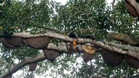 Harga madu lebah liar dari kawasan pegunungan Seulawah dipasarkan antara Rp250 ribu hingga Rp300 ribu per kilogram, menjadi sumber penghasilan penting bagi masyarakat sekitar. ANTARA FOTO/Irwansyah Putra