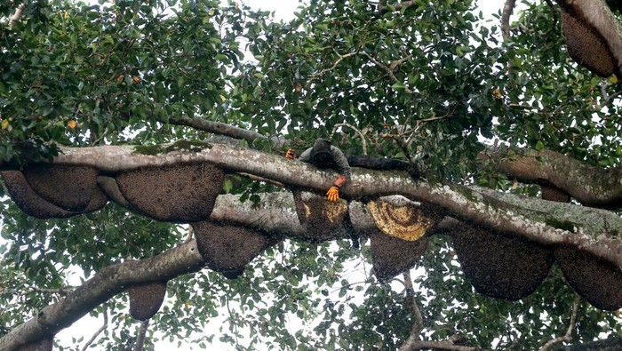 Panen Madu Lebah Hutan Seulawah, Rezeki Manis dari Alam Aceh Pawang lebah memanen madu lebah liar (Apis dorsata) di hutan Seulawah, Aceh Besar, Aceh, Sabtu (23/8/2025). Madu lebah liar yang diperoleh dari tengah hutan gunung Seulawah itu dipasarkan ke berbagai daerah di pulau Sumatera dengan harga antara Rp250 ribu hingga Rp300 ribu per kilogram. ANTARA FOTO/Irwansyah Putra