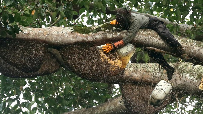 Panen Madu Lebah Hutan Seulawah, Rezeki Manis dari Alam Aceh Pawang lebah memanen madu lebah liar (Apis dorsata) di hutan Seulawah, Aceh Besar, Aceh, Sabtu (23/8/2025). Madu lebah liar yang diperoleh dari tengah hutan gunung Seulawah itu dipasarkan ke berbagai daerah di pulau Sumatera dengan harga antara Rp250 ribu hingga Rp300 ribu per kilogram. ANTARA FOTO/Irwansyah Putra