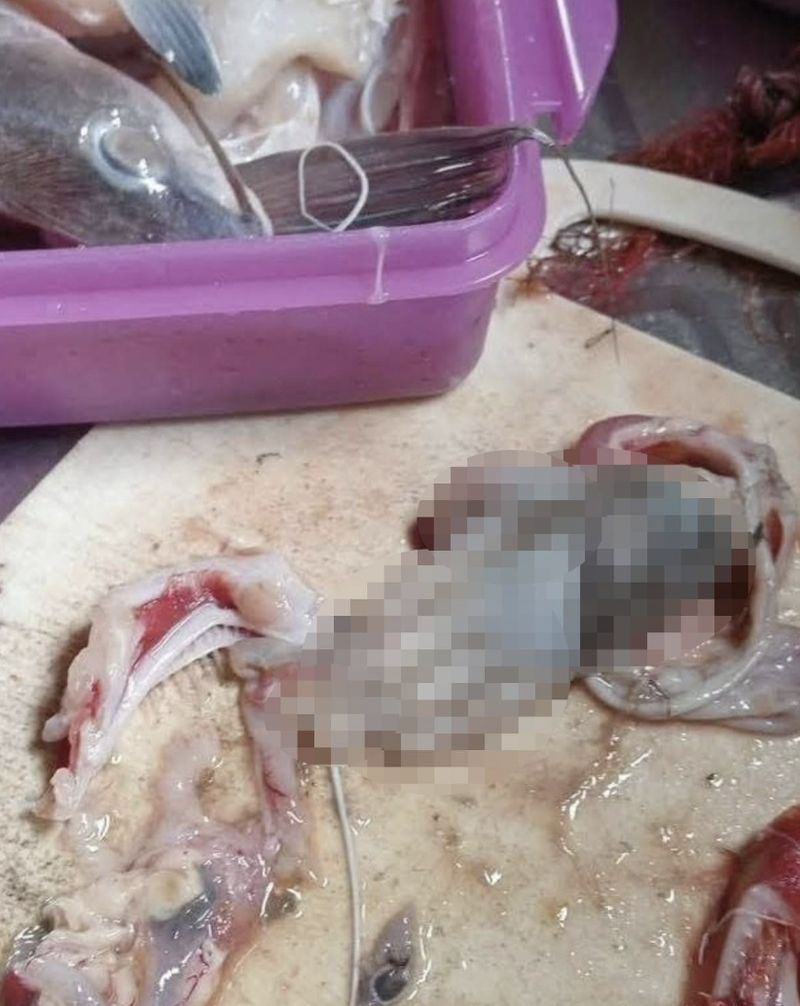Pria Temukan Tangan Putus di Perut Ikan yang Mau Dimasak