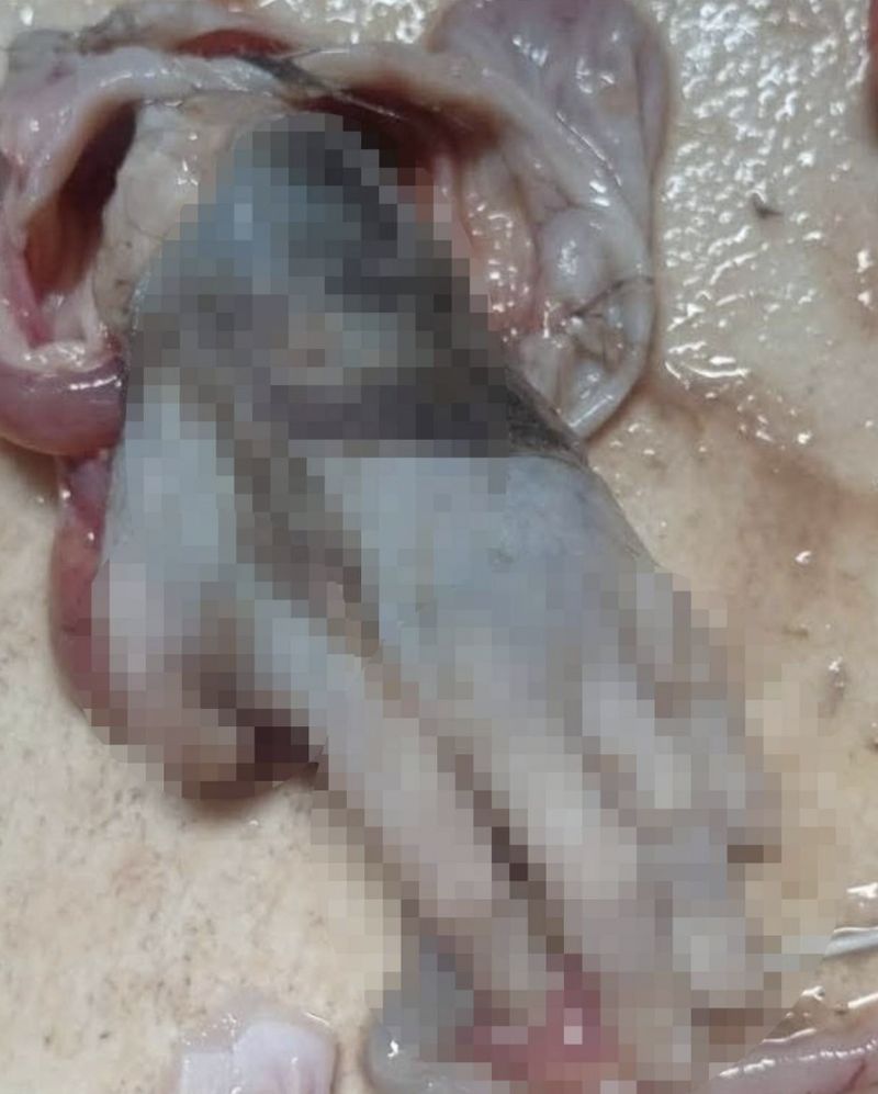 Pria Temukan Tangan Putus di Perut Ikan yang Mau Dimasak
