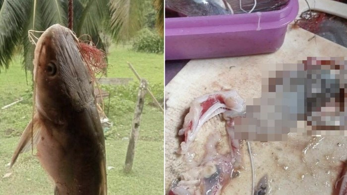 Pria Temukan Tangan Putus di Perut Ikan yang Mau Dimasak