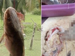Ngeri! Pria Temukan Tangan Putus di Perut Ikan yang Mau Dimasak