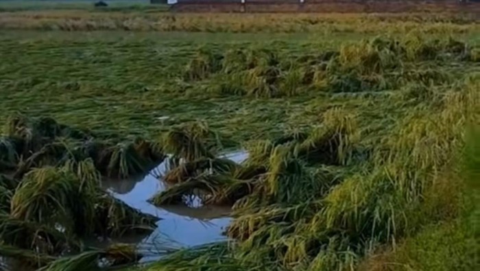 Sawah di OKU Timur terancam gagal panen akibat hujan dan angin kencang.