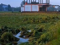 Ratusan Hektare Lahan Sawah di OKU Timur Ambruk, Petani Terancam Gagal Panen