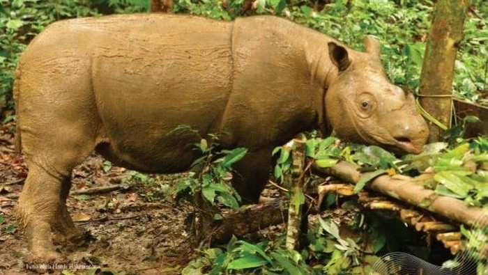 Badak kalimantan.