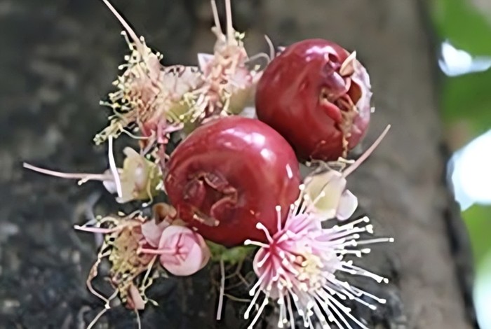 Buah ruruhi dari spesies baru Syzygium rubrocarpum, tumbuhan endemik Sulawesi Tenggara