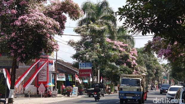 Bunga tabebuya yang mulai bermekaran di Jalan Protokol Magelang, Senin (25/8/2025).