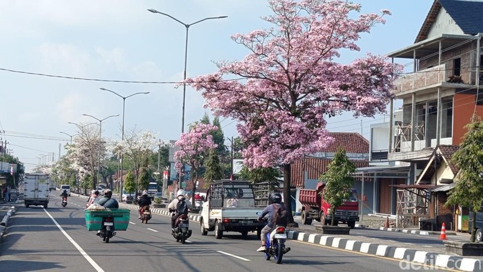 Bunga tabebuya yang mulai bermekaran di Jalan Protokol Magelang, Senin (25/8/2025).