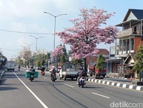 Seperti di Jepang, Cantiknya Bunga Tabebuya Hiasi Jalanan Magelang