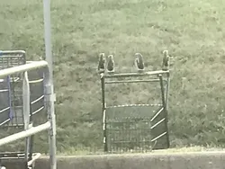 Awas Terkecoh! Deretan Foto Viral Ini Jangan Dilihat Sekilas