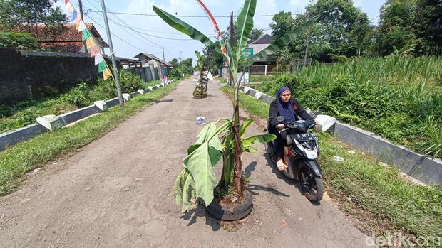 Kondisi jalan yang ditanam pohon pisang di sepanjang ruas jalan raya Baturraden Timur, Desa Gandatapa, Kecamatan Sumbang, Kabupaten Banyumas, Senin (25/8/2025).