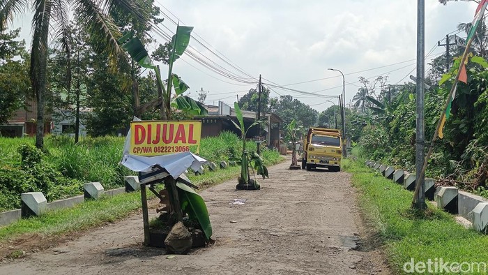 Kondisi jalan yang ditanam pohon pisang di sepanjang ruas jalan raya Baturraden Timur, Desa Gandatapa, Kecamatan Sumbang, Kabupaten Banyumas, Senin (25/8/2025).