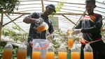 Madu Lebah Liar Aceh Jadi Primadona, Produksi Capai 10 Ton per Tahun