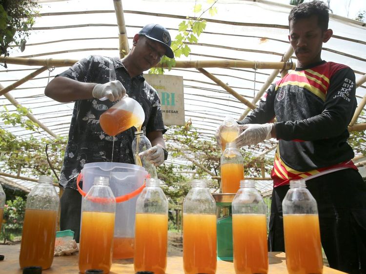 Madu Lebah Liar Aceh Jadi Primadona, Produksi Capai 10 Ton per Tahun