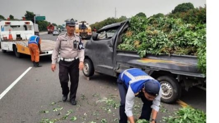 Mobil pikap angkut muatan daun singkong kecelakaan di Tol Jagorawi