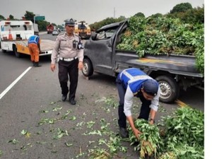 Pikap Angkut Daun Singkong Terbalik di Tol Jagorawi, Muatan Berserakan