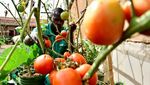 Pemuda Uganda Sulap Daerah Kumuh Jadi Oase Pertanian Perkotaan
