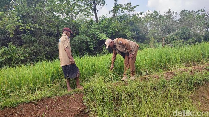 Petani Margaharja, menunjukan area sawah yang rusak akibat ulah gerombolan monyet.