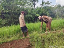 Gerombolan Monyet Liar Rusak Sawah dan Kebun Warga di Ciamis