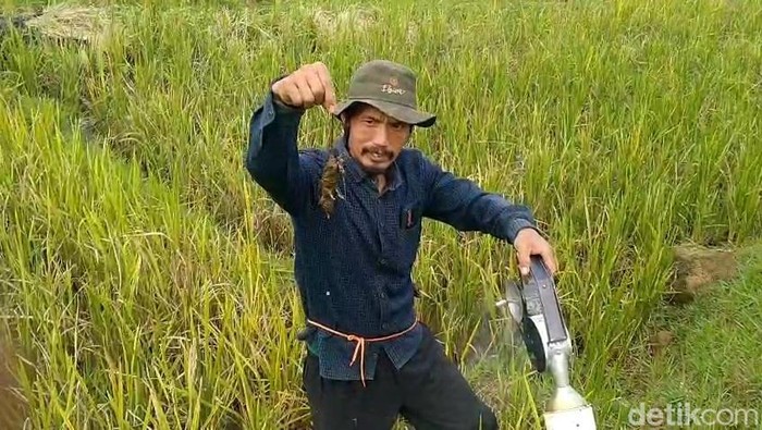 Petani Tasikmalaya berburu tikus.
