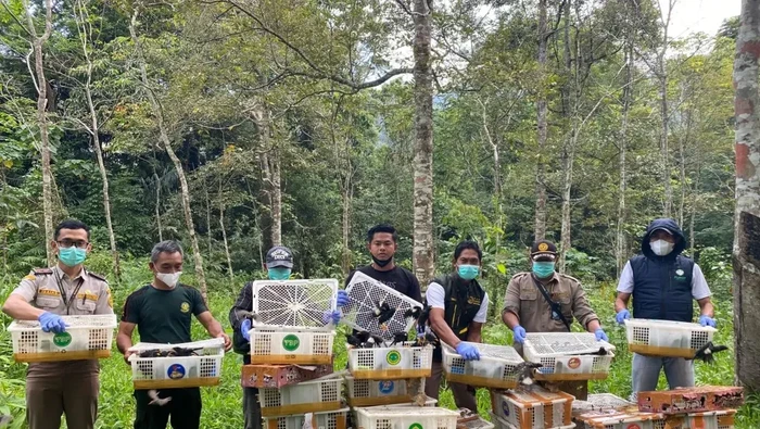 Petugas gabungan melepasliarkan satwa liar jenis burung di kawasan hutan Kaki Gunung Rajabasa, Kabupaten Lampung Selatan.