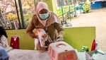 Program Vaksin Rabies Gratis Untuk Anabul