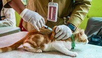 Petugas menyuntikkan vaksin rabies pada seekor kucing di kawasan Ragunan, Jakarta Selatan, Senin (24/8/2025).