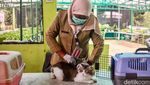 Program Vaksin Rabies Gratis Untuk Anabul