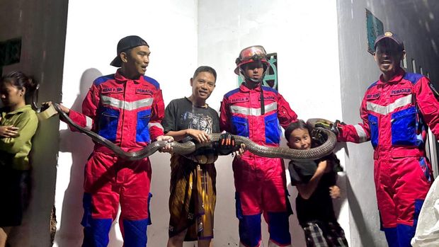 Tim Damkar Kota Tasikmalaya saat evakuasi ular kobra di Cibeureum Tasikmalaya.