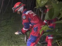 King Cobra Kawin Bikin Heboh, Langsung Digerebek Damkar Tasikmalaya