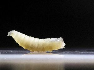 Video: Mengenal Screwworm, Parasit Pemakan Daging yang Mewabah di Amerika