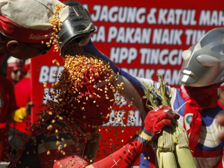 Peternak Ayam Solo Raya Gelar Aksi Mandi Jagung Protes Harga Pakan Mahal