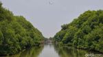 Aksi Tanam Ribuan Mangrove di Jakarta, Jaga Laut dan Pesisir