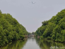 Restorasi Kawasan Pesisir, Ribuan Pohon Mangrove Ditanam di Kalbar