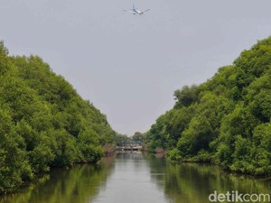 Restorasi Kawasan Pesisir, Ribuan Pohon Mangrove Ditanam di Kalbar